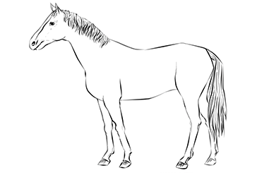 نقاشی ساده اسب برای کودکان